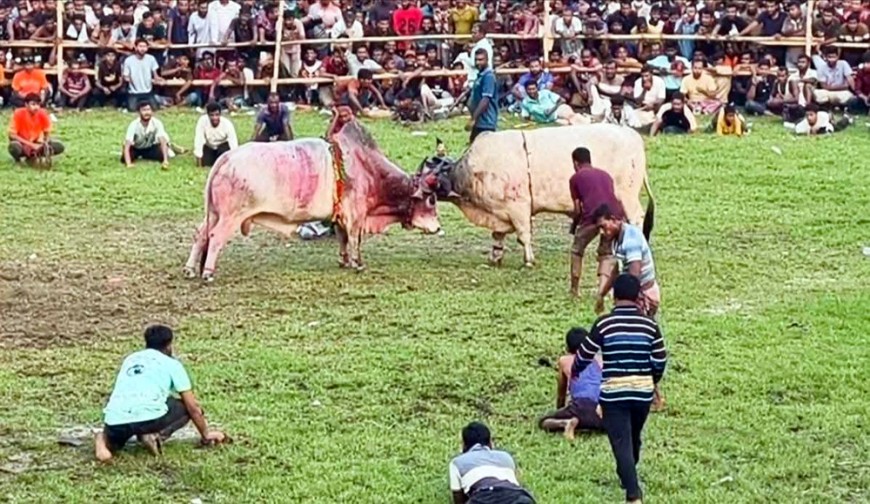 নড়াইলে ষাঁড়ের লড়াই কেন্দ্র করে  দুইপক্ষের সংঘর্ষ, ভিডিও ভাইরাল
