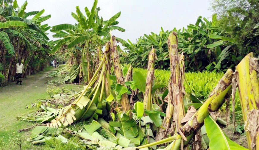 মহম্মদপুরে রাতের আঁধারে এক হাজার  কলাগাছ কর্তন, নিঃস্ব কৃষক