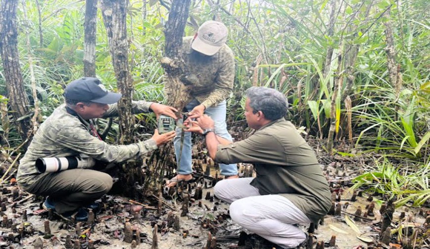 সুন্দরবনে অবমুক্ত করা সেই বাঘিনী  এখন কোথায় ? নিখোঁজ তিন মাস