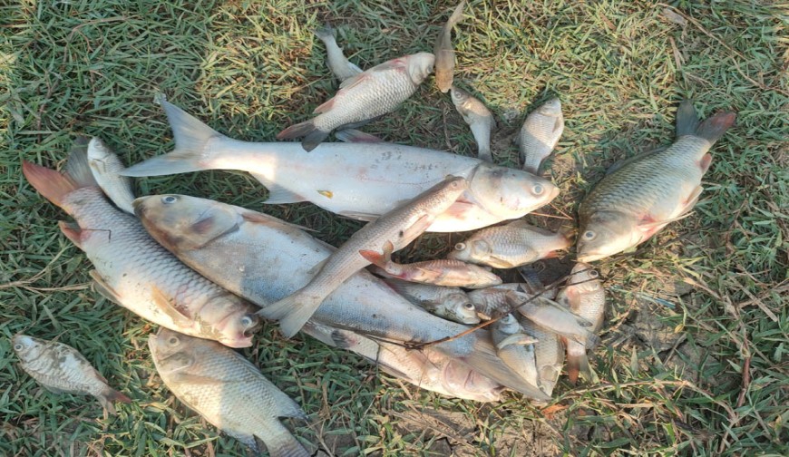 আশাশুনিতে মাছের  ঘেরে বিষ প্রয়োগ