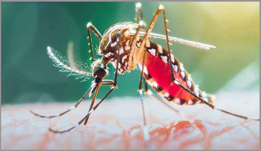 মাগুরা সদর হাসপাতালে ডেঙ্গু রোগীর সংখ্যা  বাড়ছে, রোগীদের নানা অভিযোগ