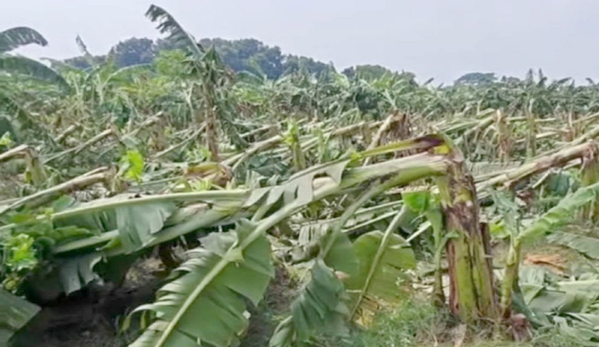মহেশপুরে হঠাৎ কালবৈশাখী ঝড়  ও শিলাবৃষ্টি, ফসলের ব্যাপক ক্ষতি