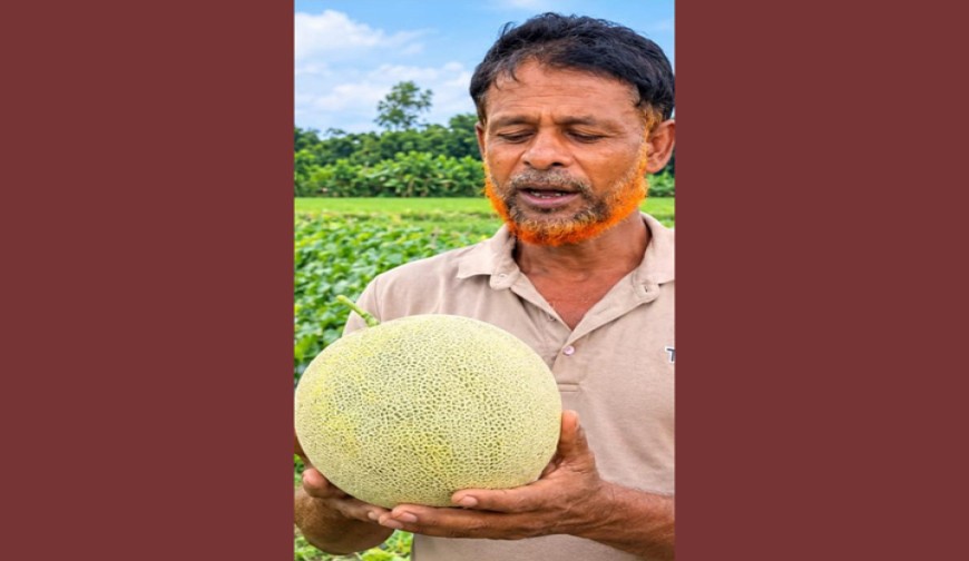 জীবননগরে প্রথমবার বাণিজ্যিকভাবে  সাম্মাম চাষ, কৃষিতে নতুন সম্ভাবনা
