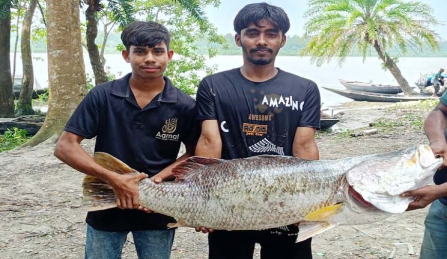 এক কোরাল মাছের দাম ৩৬ হাজার টাকা