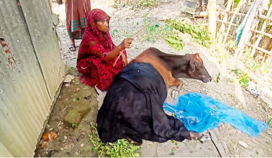 শরণখোলায় বলেশ্বর নদীতে গরু নিয়ে কুমির ও মানুষের লড়াই